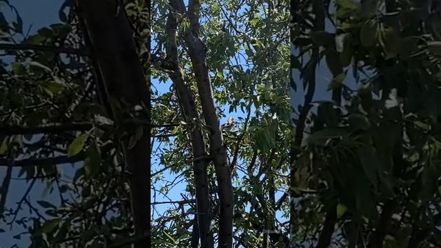 Птица сойка на миндале. Крым #shorts #крым #nature #природа #птицы #птица #bird #birds #сойка смотреть онлайн