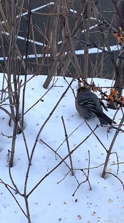 Зимой на Камчатке даже птицы от холода залетают в гости