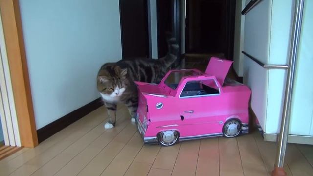 Maru wants to enter.-