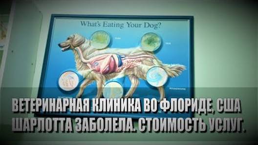 101# Ветеринарная клиника во Флориде, США. Шарлотта заболела. Стоимость услуг.