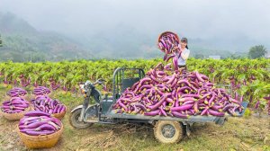 Неугомонная Вьетнамка. Собор урожая батата, продажа на сельском рынке.