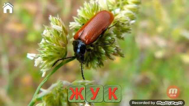 Учись читать спасай зверей! смотреть онлайн