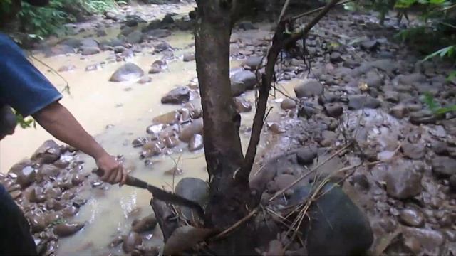 Berburu Bahan Bonsai Loa / Ficus Racemosa Di Hutan Belantara