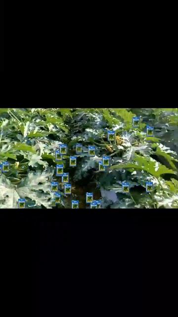 #squas #shorts #सबसे_अच्छा_लम्बा_ कद्दू #Dr_Narendra_Kumar_Yadav смотреть онлайн