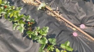 Земляника Лималексия, очень понравилась. Перспективная.