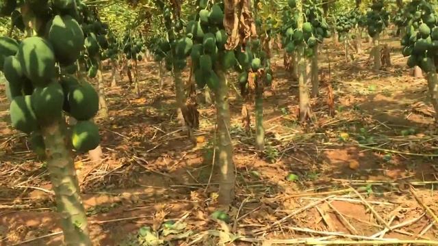 |Papaya Natural Farming in ZBNF Subhash Palekar| organic papaya