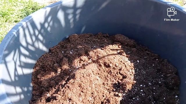 #34 Trachycarpus Fortunei idzie do gruntu czyli pierwsze sadzenie w tym roku🌴 смотреть онлайн