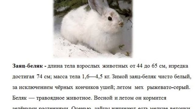 Заяц беляк смотреть онлайн