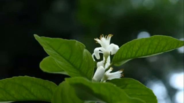morning in the forest звуки утреннего леса смотреть онлайн