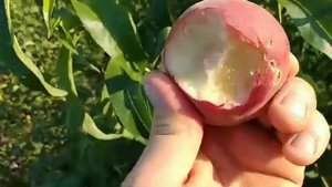 Новинка! Персик Офелія. Peach Ophelia. Сигнальні плоди.