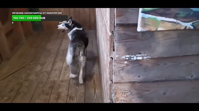 10 #хаски ждут грозу