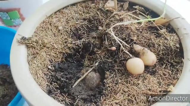 Сбор урожая картофеля! смотреть онлайн