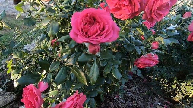 Роза плетистая Меритим. смотреть онлайн