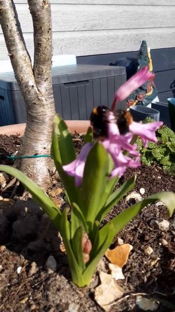 bee friends in the garden смотреть онлайн