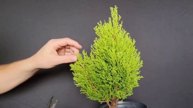 Lemon Cypress Bonsai смотреть онлайн