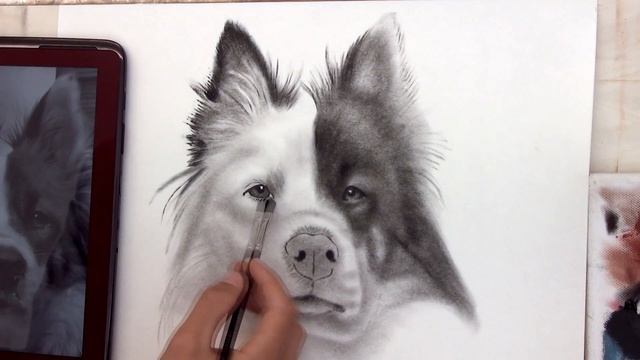 Drawing a portrait of a dog PHOTOREALISM