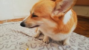 ASMR Dog Eating/ Собака корги хрустит фруктами из Вьетнама