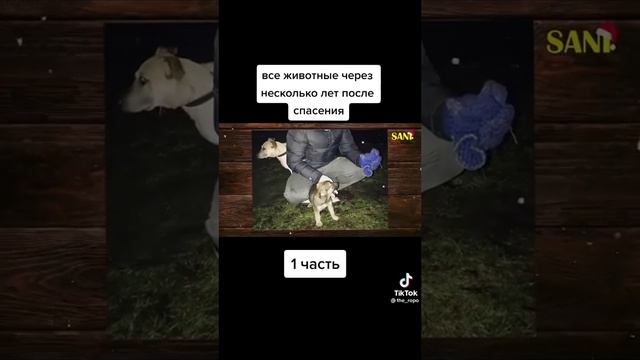 Люди которые спасли животных (1 часть) смотреть онлайн