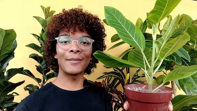 PRUNING | Poda para incentivar a ramificação de várias plantas! Saiba COMO FAZER! смотреть онлайн