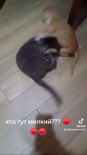 бой котов смотреть онлайн