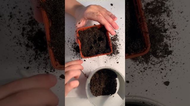 Апельсиновое дерево. Часть 2 смотреть онлайн