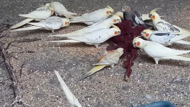 Амарант для попугаев карелл. смотреть онлайн