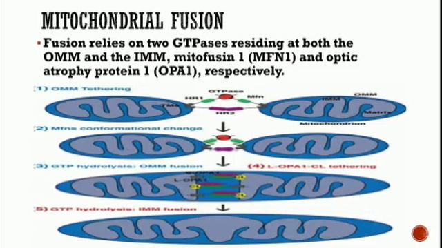 Mitochondrial fusion and fission смотреть онлайн