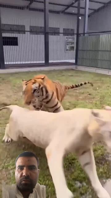 hitvideo#shortvideo #tiger #tigerfamily @hadichitta🇵🇰💯👈#) смотреть онлайн