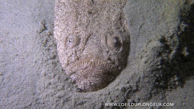 Uranoscope - Uranoscopus scaber смотреть онлайн