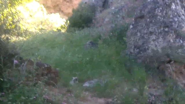 Encina #Bellota #Roble смотреть онлайн