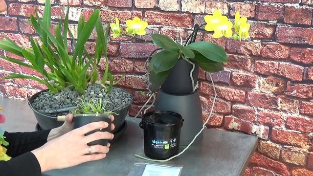 1K Orchid Giveaway! Let's have a little party!!! :D смотреть онлайн