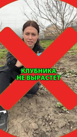 Клубника не вырастет без этой обработки в апреле