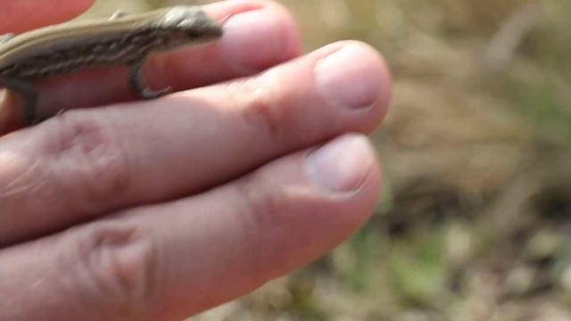 Ящірка. Ваньків ставок смотреть онлайн