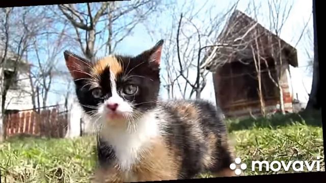 ДЕТСКИЕ ФОТО КУКИ!😻😻😻😻😻😻😻😻😻😻 смотреть онлайн