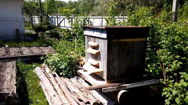 Роение пчел на даче! смотреть онлайн