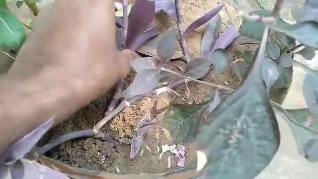 How to grow and care Purple heart plant / purple heart plant || New Terrece Gardening ||