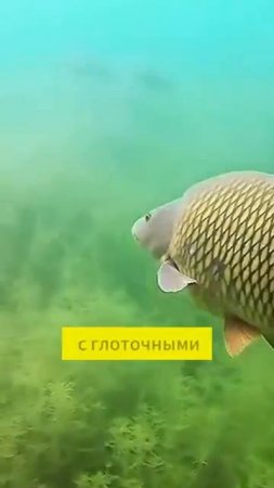 Откуда у карпа зубы？  #рыбалка #карп