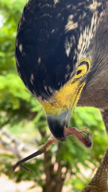 #Hawk #Eagle #Owl #Wildlife #Animal #EagleHawkOwl hawk vs snake, Owl vs snake fight, Eagle Vs Snake смотреть онлайн