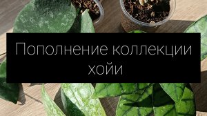 пополнение коллекции хойи