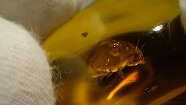 Enhydro Termit Fossil on Dominican Amber смотреть онлайн