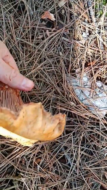 BULDUĞUMUZ DEVASA KANLICA MANTARLARI смотреть онлайн