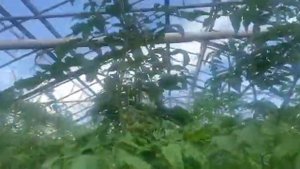 Агроперлит. Маты для тепличной гидропоники