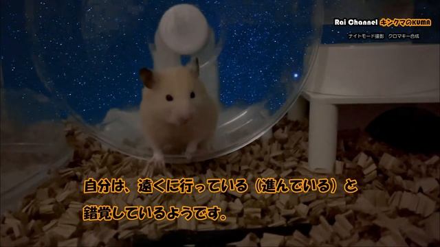 ハムスター夜の行動【かわいいハムスター】ハムスター夜（ハムスター夜の行動）キンクマハムスター