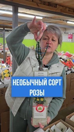 Подойдет ли эта роза для контейнеров?