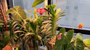 SURPRISE! Phragmipedium kovachii!!!