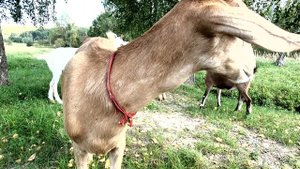 Козы лежат на траве