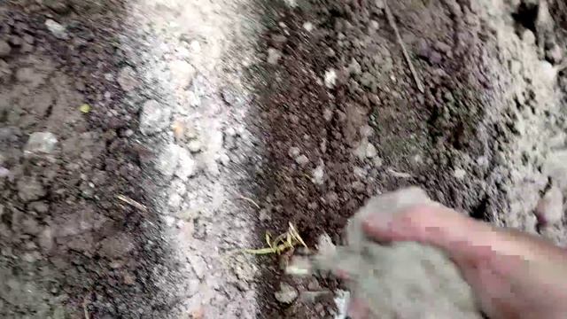 як я саджу часник на зиму смотреть онлайн