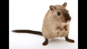 Ультразвук против МЫШЕЙ. Включай повесели мышей