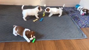 Маленькие щенки Джек Рассел играют