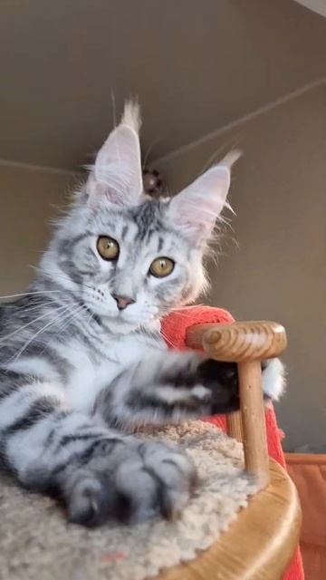 котёнок мейн кун из питомника Страна Гулливеров,  gulliver-coon.ru